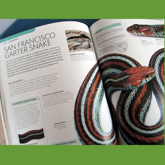 Book - Snake: The Essential Visual Guide by Chris Mattison - Picture 12 of 16
